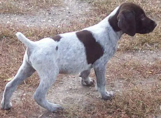 german wirehaired pointer