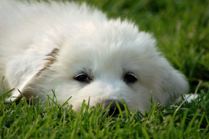 great pyrenees