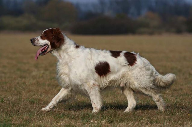 irish red and white setter