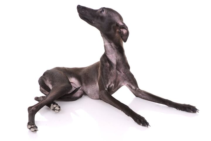 italian greyhound