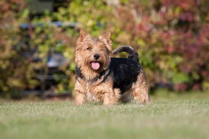 norwich terrier