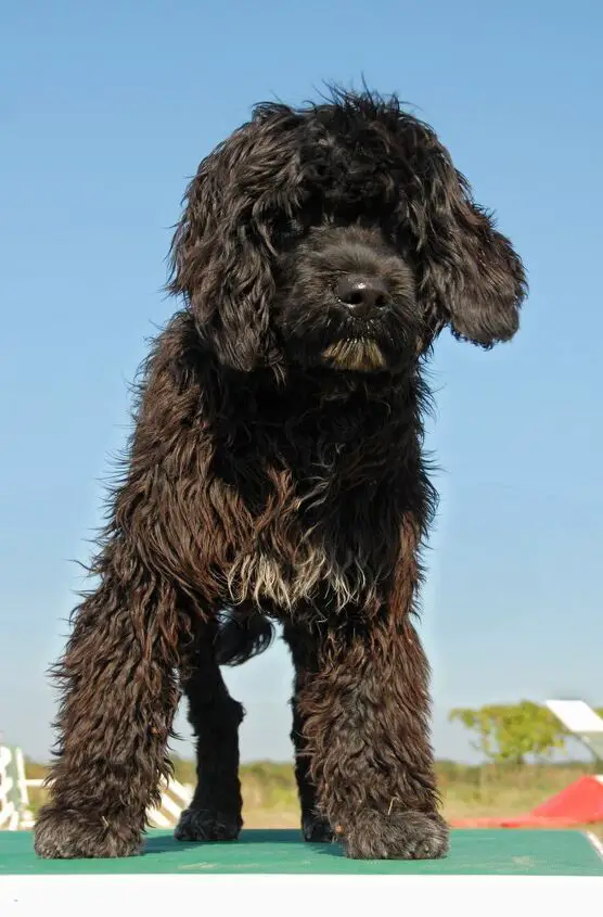 portuguese water dog