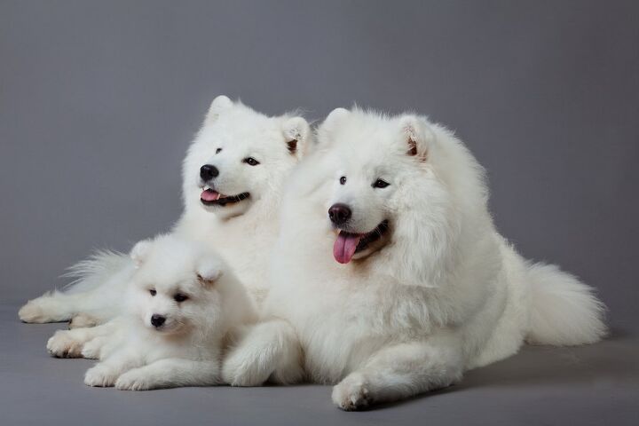 samoyed