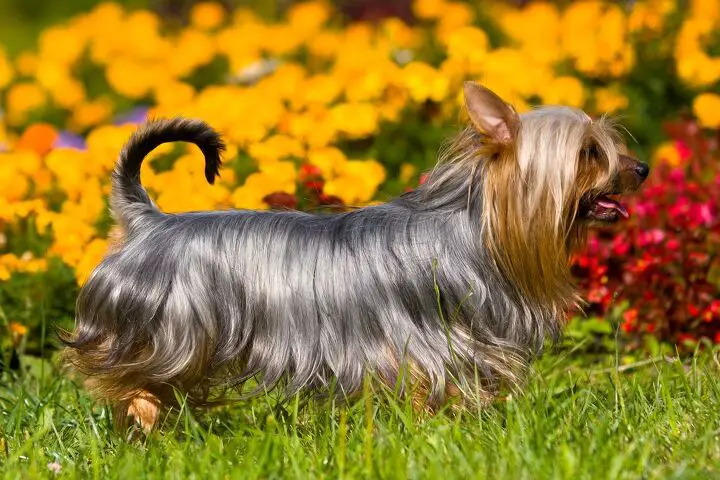 silky terrier