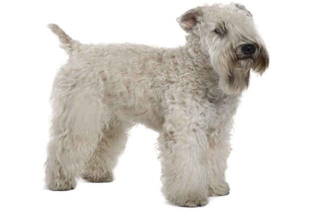 soft coated wheaten terrier