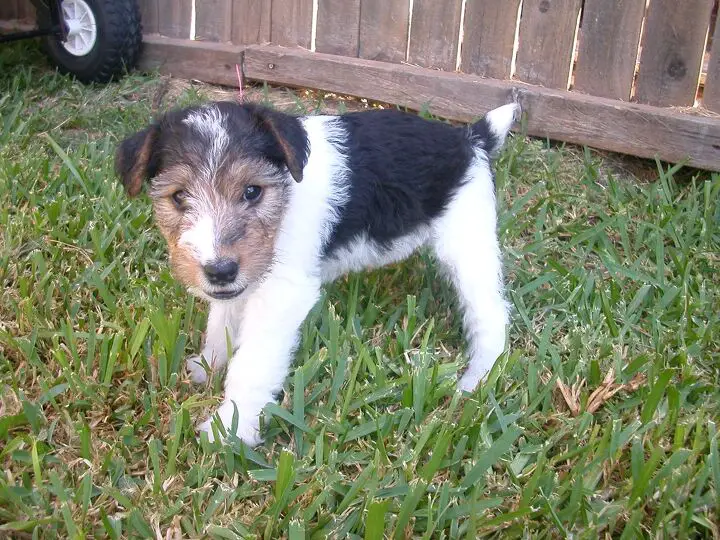 wire fox terrier