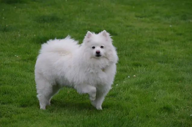 american eskimo dog