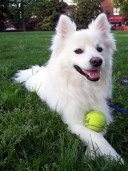 american eskimo dog