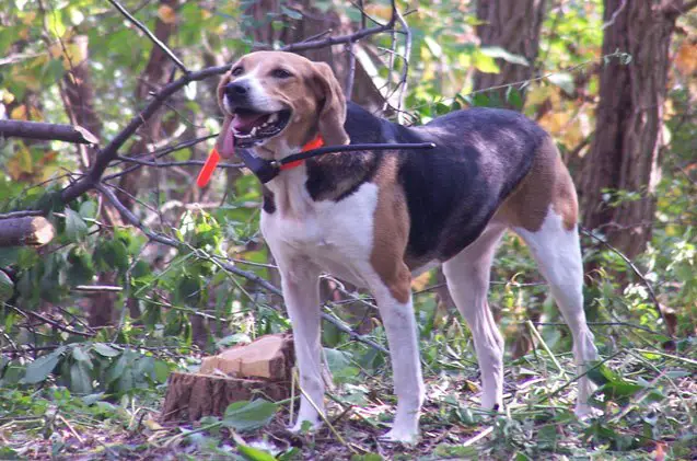 american foxhound