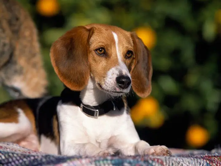 american foxhound