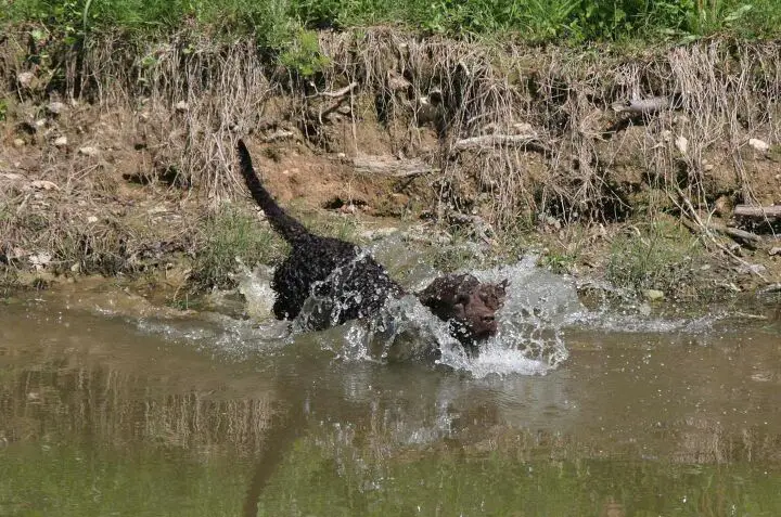 american water spaniel