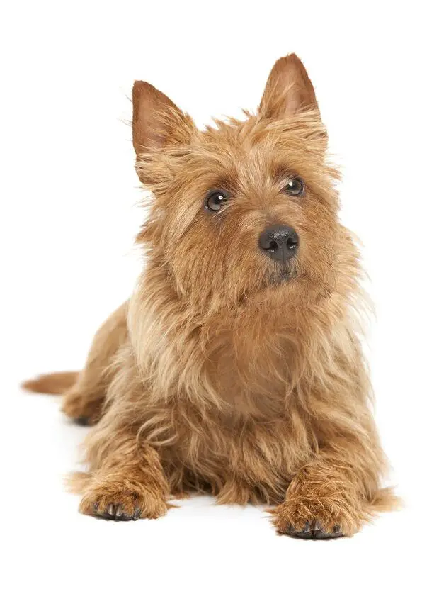 australian terrier