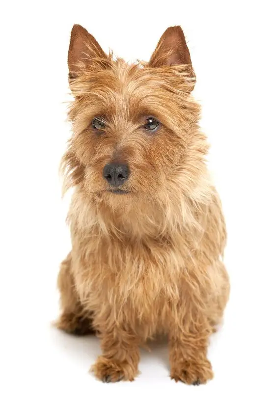 australian terrier