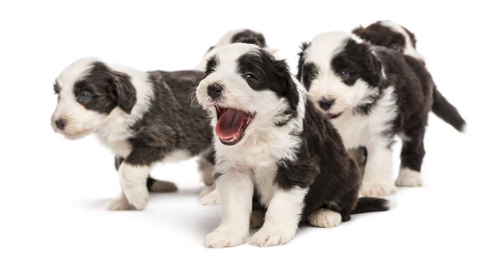 bearded collie