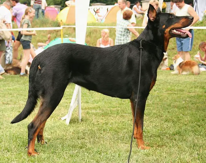 beauceron