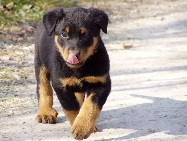 beauceron