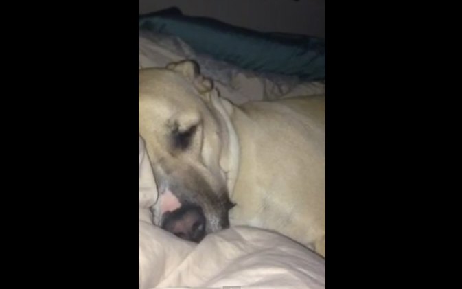 snoring dog sounds like daffy duck