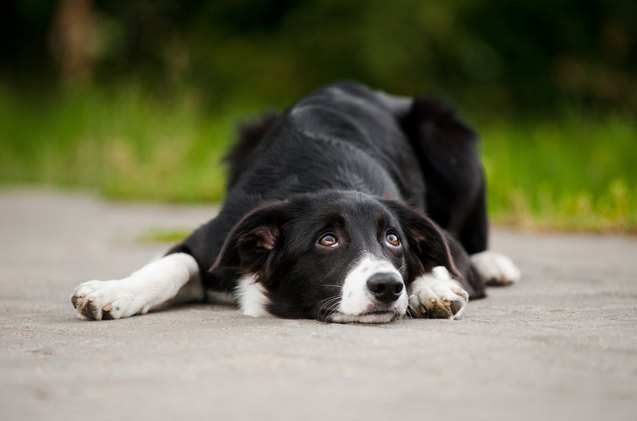 understanding canine parovirus