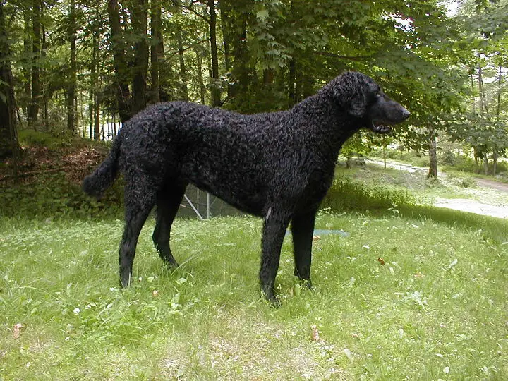 curly coated retriever