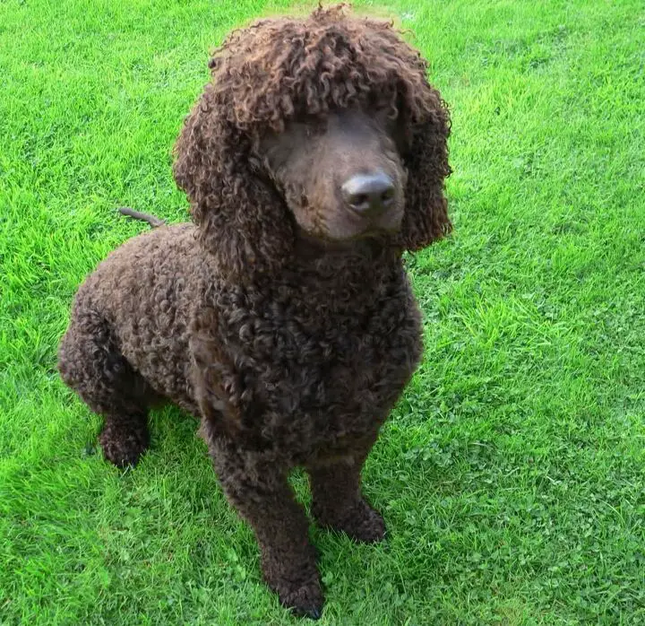 irish water spaniel