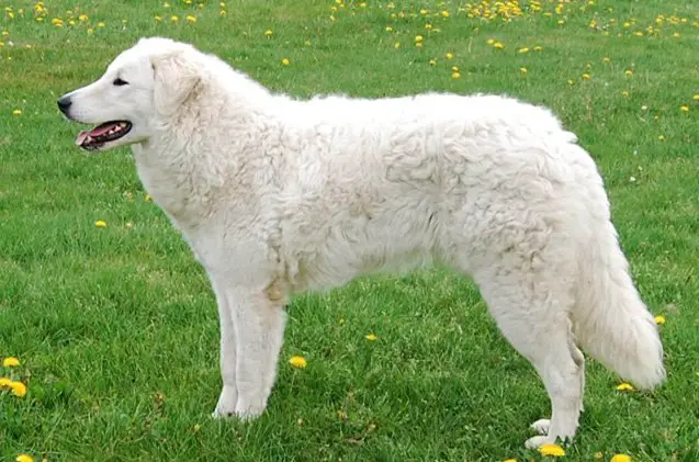 kuvasz