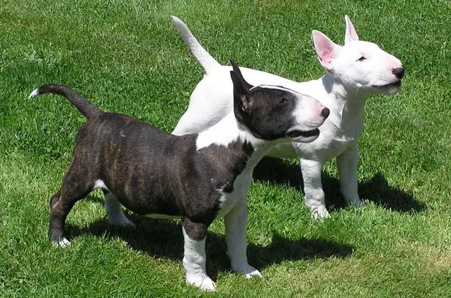 miniature bull terrier