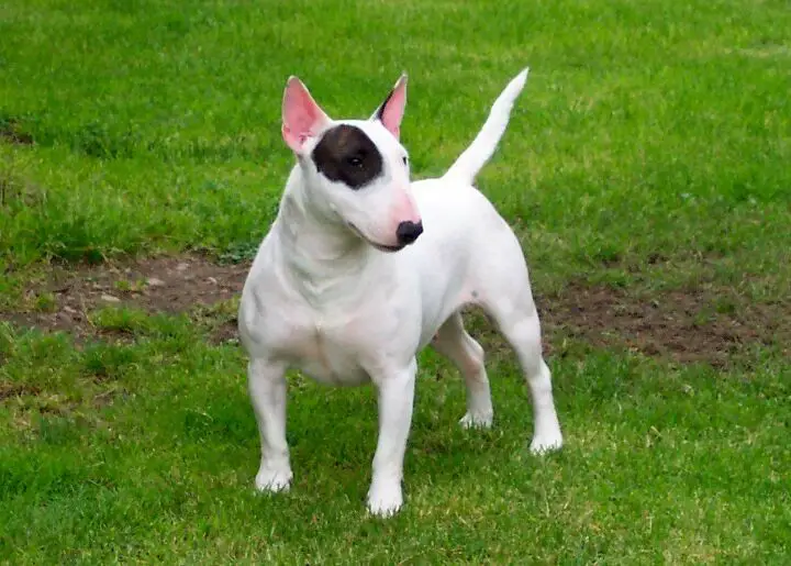 miniature bull terrier