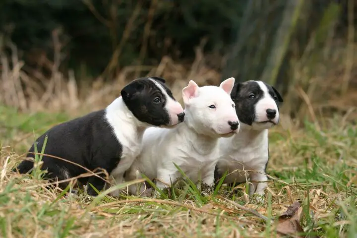 miniature bull terrier