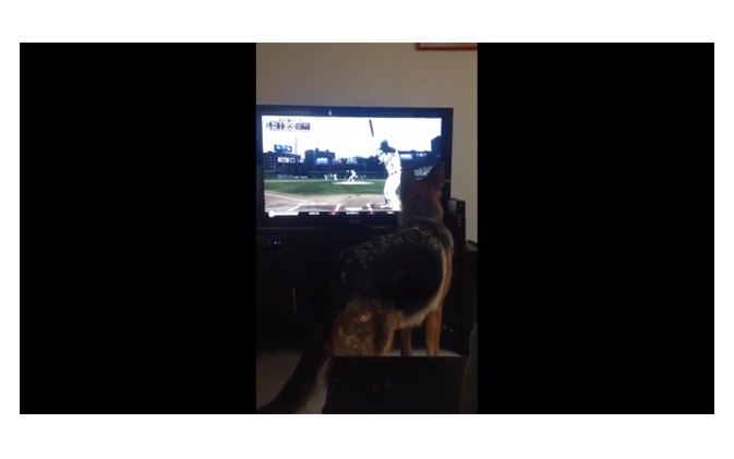 dog tries to fetch baseball on tv