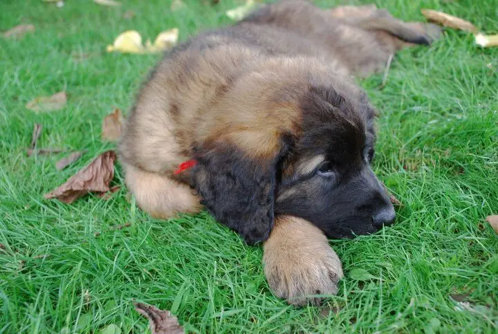 leonberger