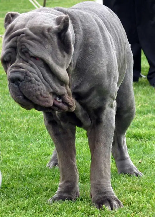 neapolitan mastiff