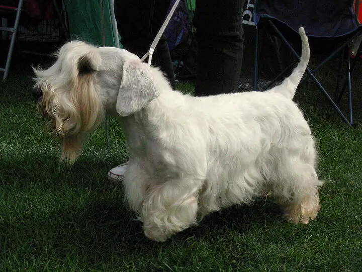 sealyham terrier