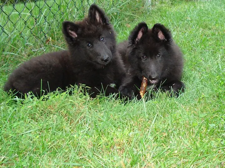 belgian sheepdog