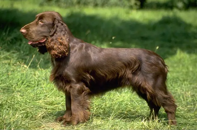 field spaniel