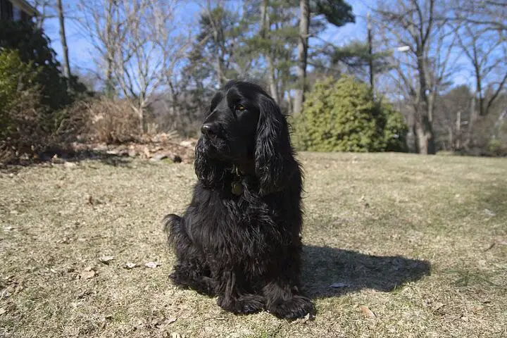 field spaniel