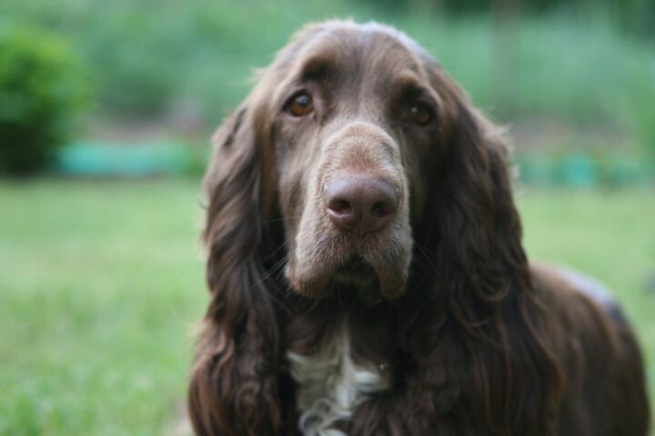 field spaniel