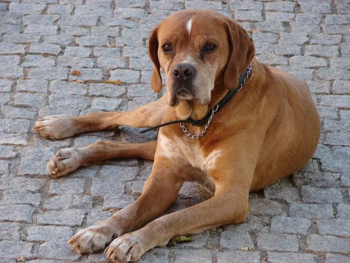 portuguese pointer