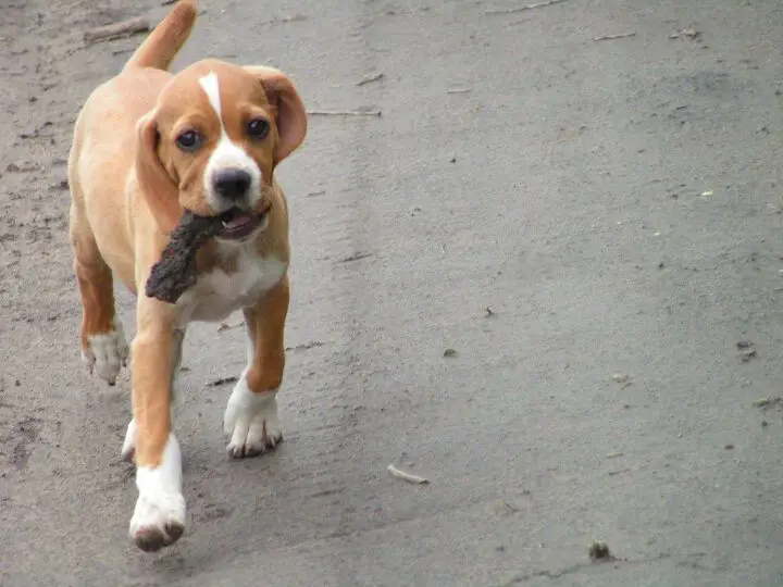 portuguese pointer