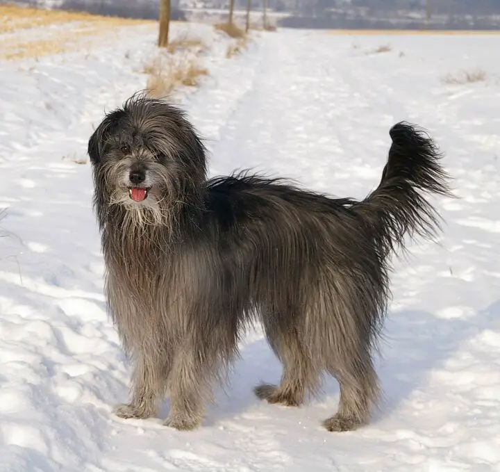 pyrenean shepherd