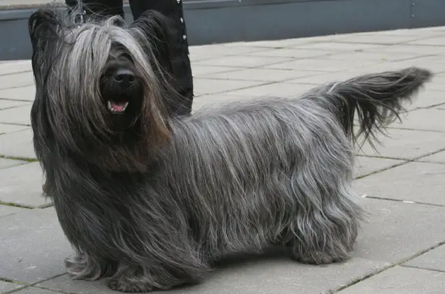 skye terrier