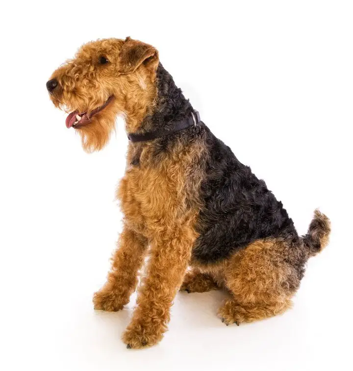 welsh terrier