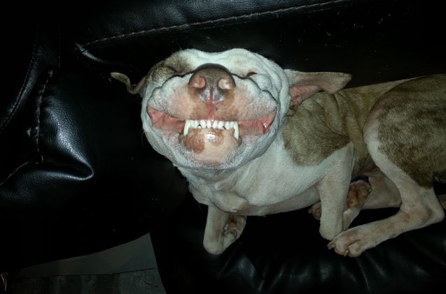 upside down dog of the week sinbad