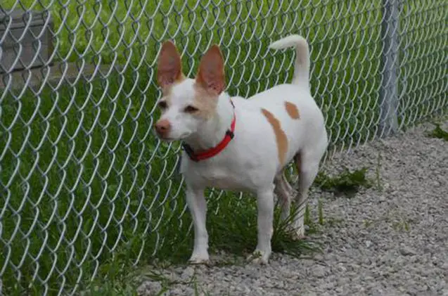 adoptable dog of the week bo