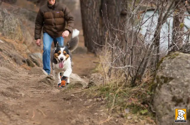 top 10 stocking stuffers for dogs