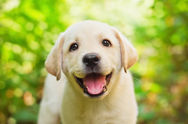 new puppy checklist what you need before you bring him home