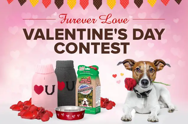 fall in love with our furever love valentines day contest