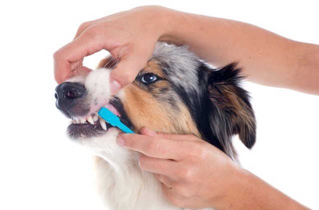 8 tips to improve your dogs dental health