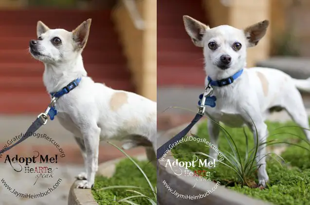 adoptable dog of the week etienne