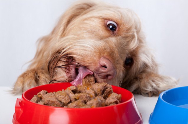 dry vs wet dog foods which is the right choice part 2