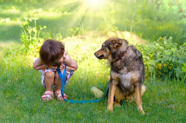 take a close look study shows that dogs look like their owners